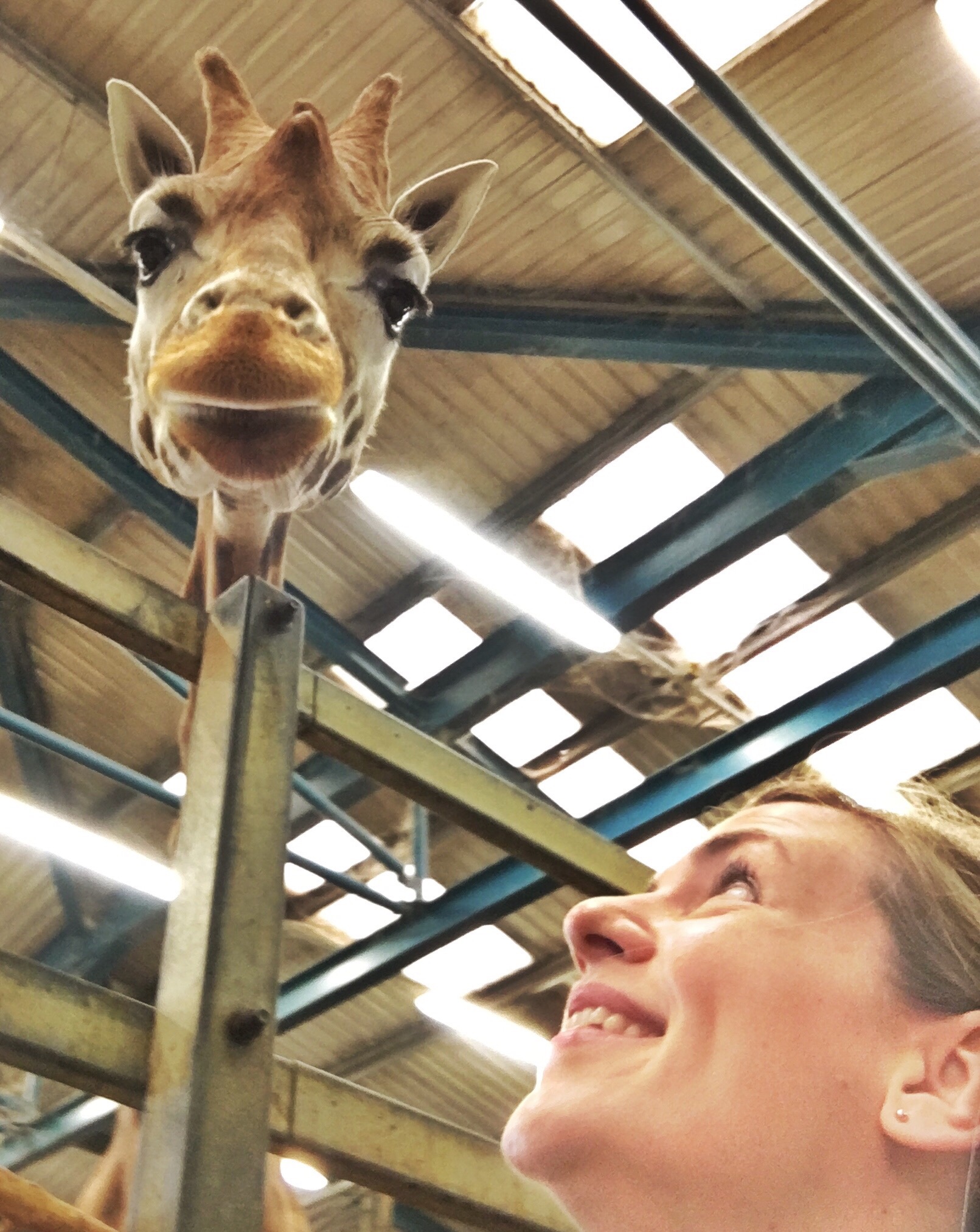 Selfie con la mamá jirafa