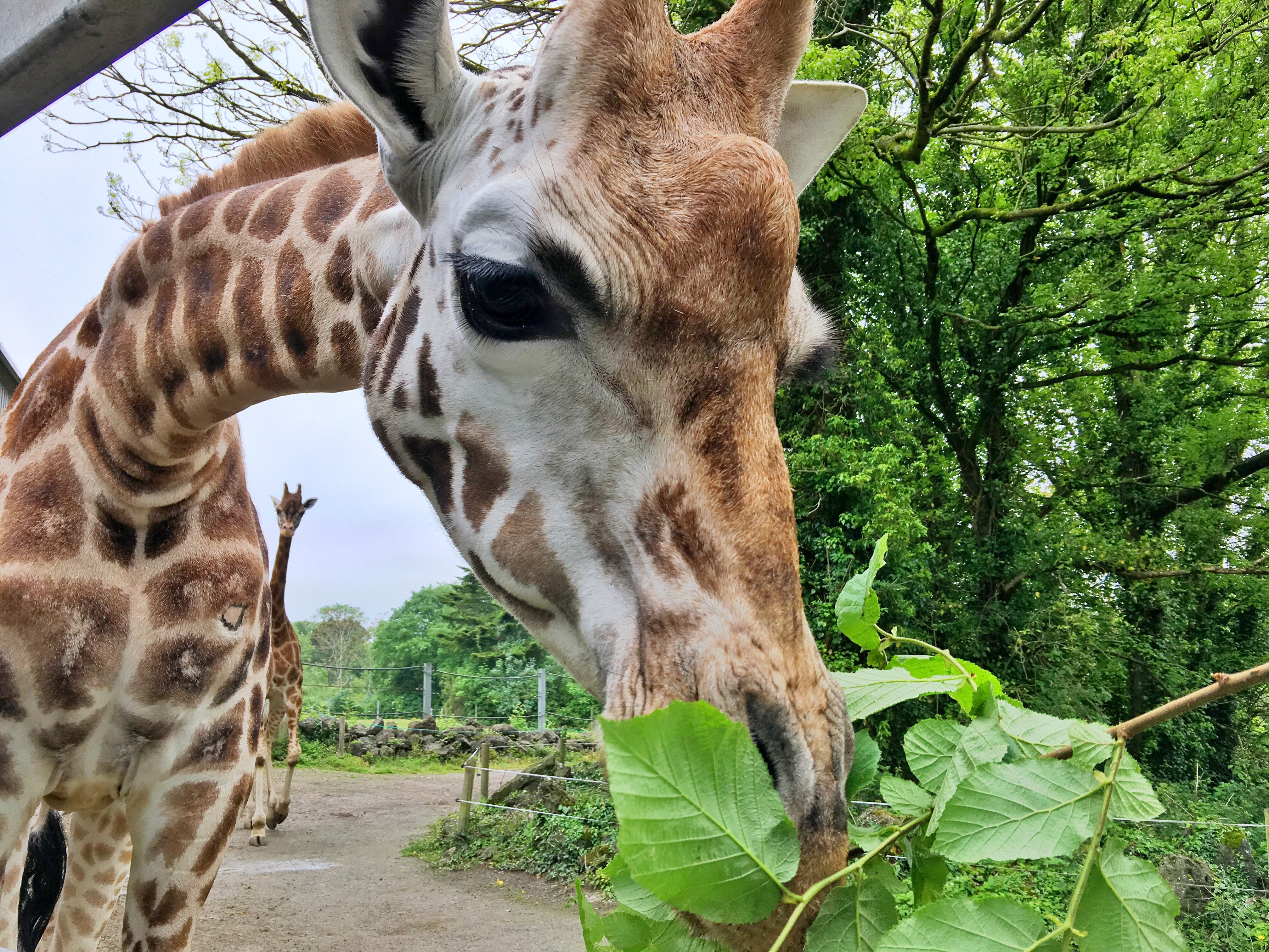 Dando de comer a las jirafas