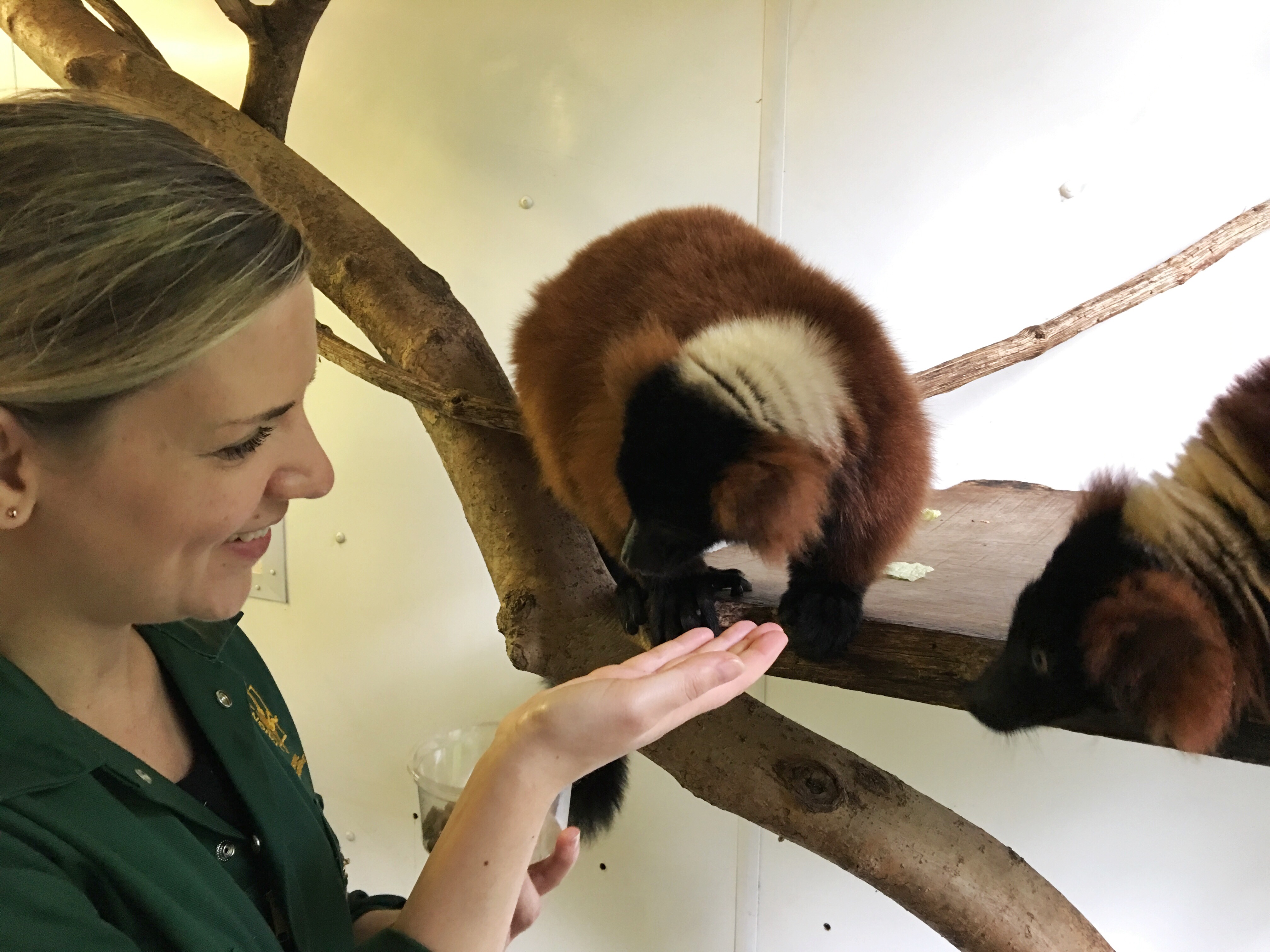 Dando de comer a los lémures del zoo de Paignton