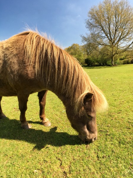Miniature Pony Center Devon 01