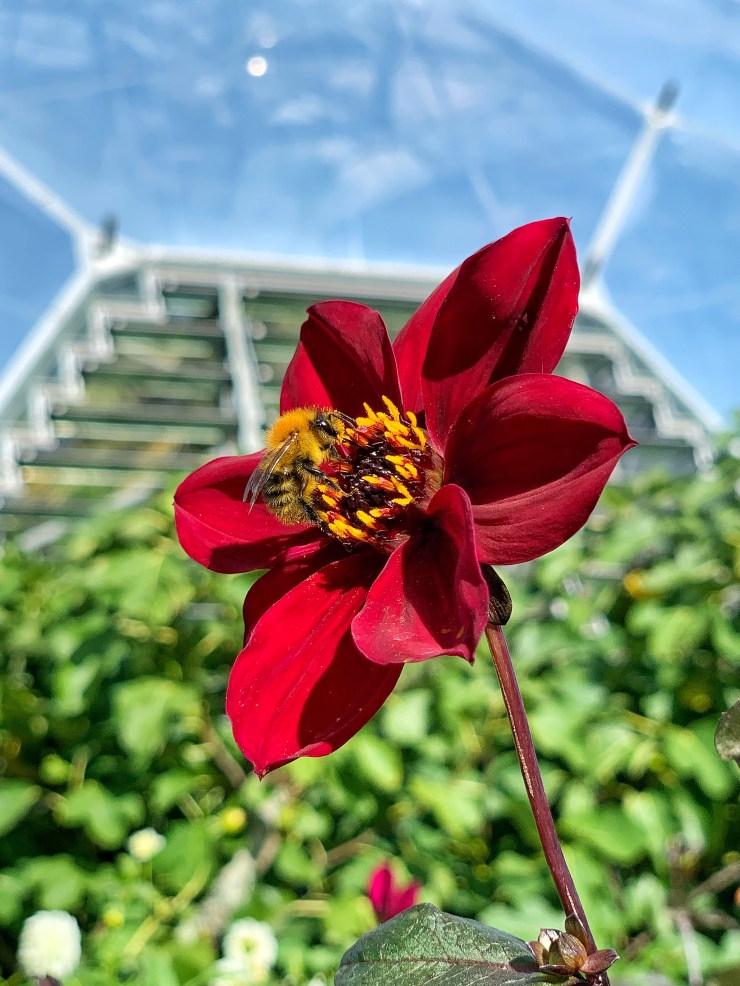 Abejas y dalias en el jardín botánico Proyecto Edén en Cornualles