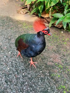 Tropical biome Eden Project